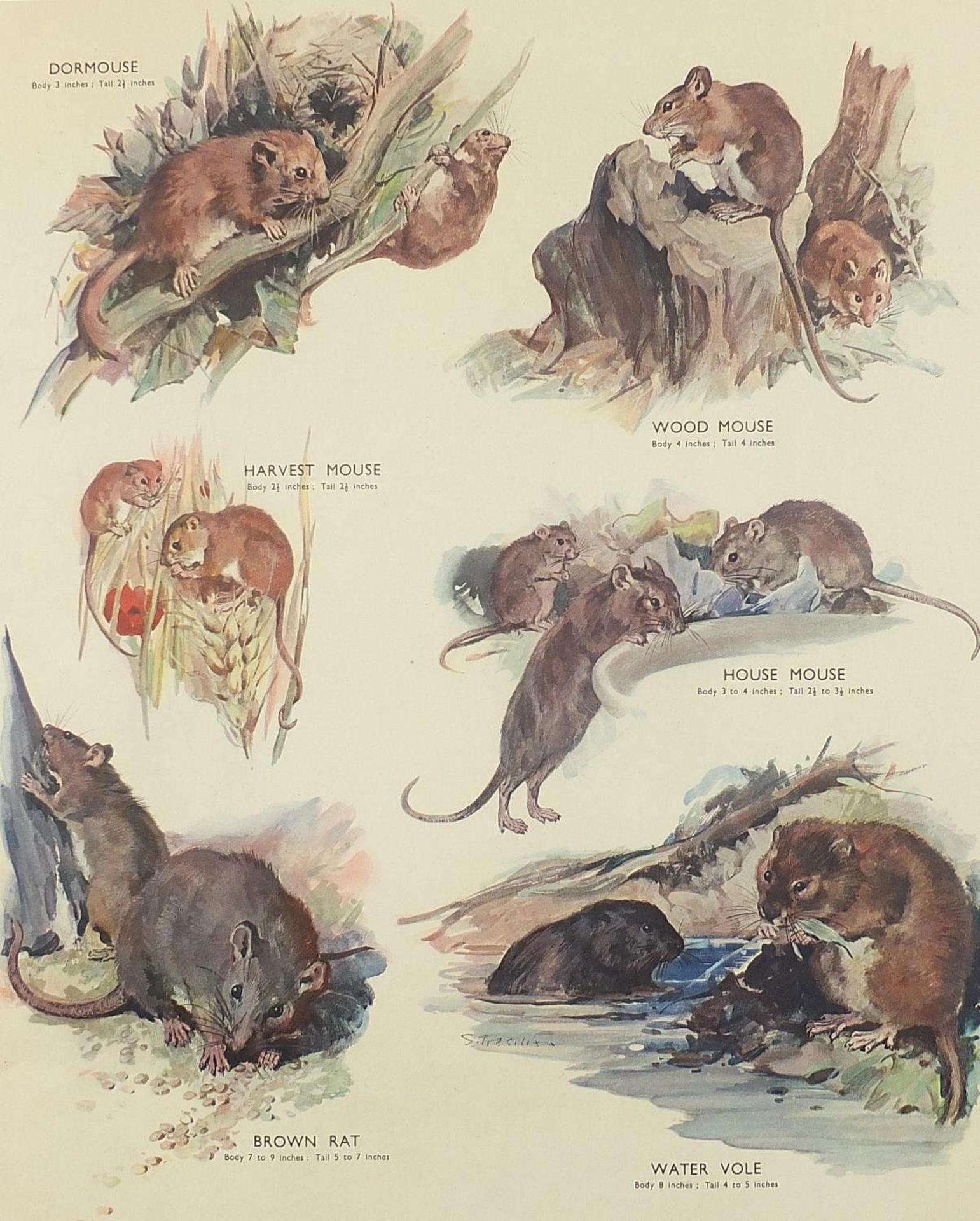 Set of eight botanical, aquatic, mammal and bird prints in colour, each mounted, unframed, 50cm x - Bild 5 aus 29