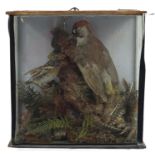 Victorian taxidermy glazed display of a green woodpecker and finch, 33.5cm H x 33.5cm W x 15.5cm D