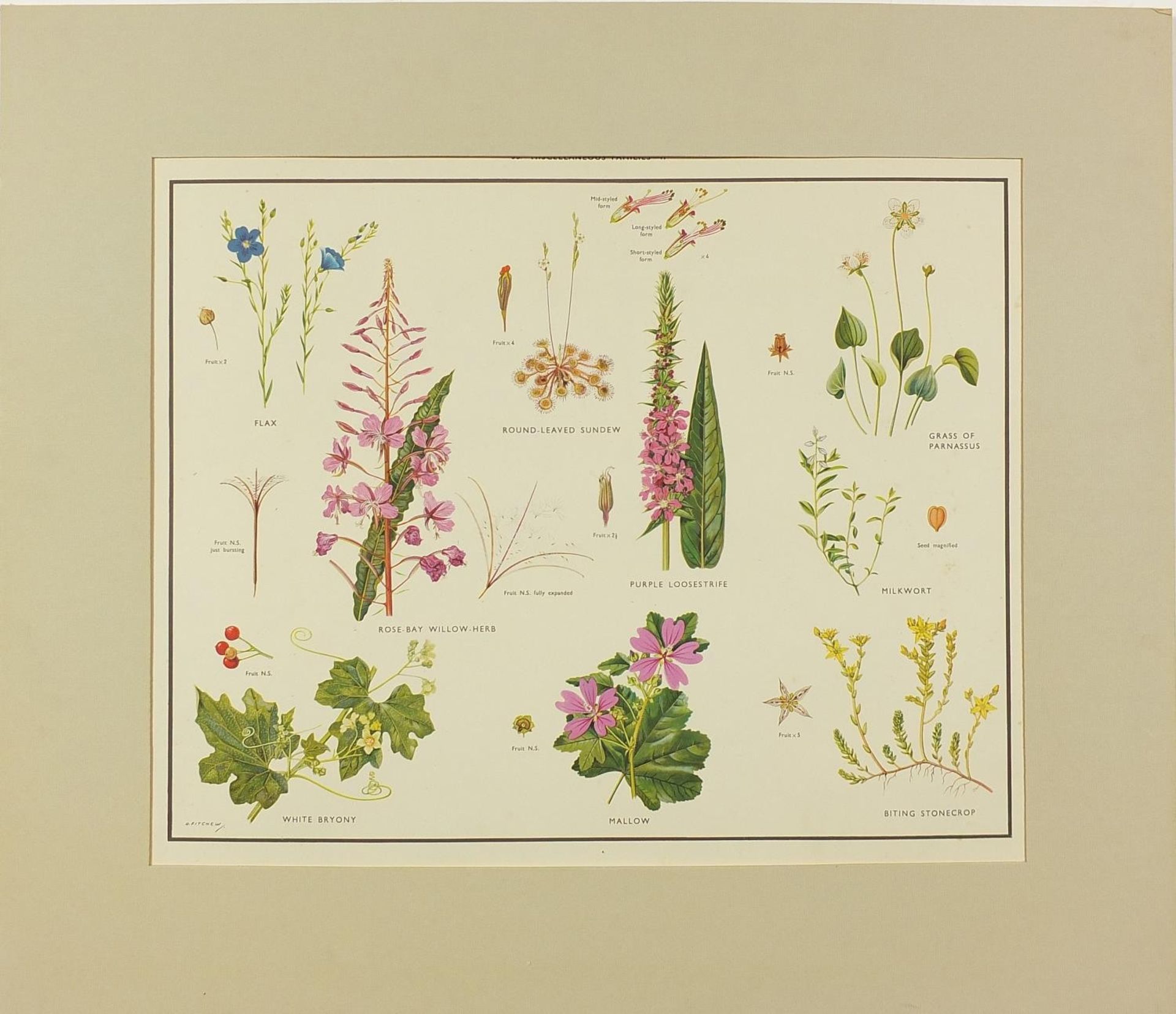Set of eight botanical, aquatic, mammal and bird prints in colour, each mounted, unframed, 50cm x - Bild 9 aus 29