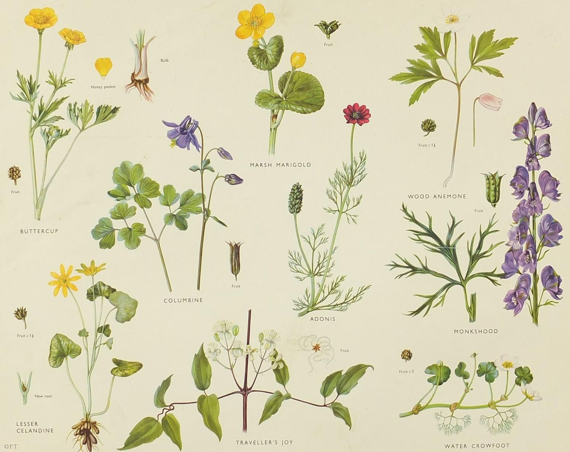 Set of eight botanical, aquatic, mammal and bird prints in colour, each mounted, unframed, 50cm x - Bild 23 aus 29