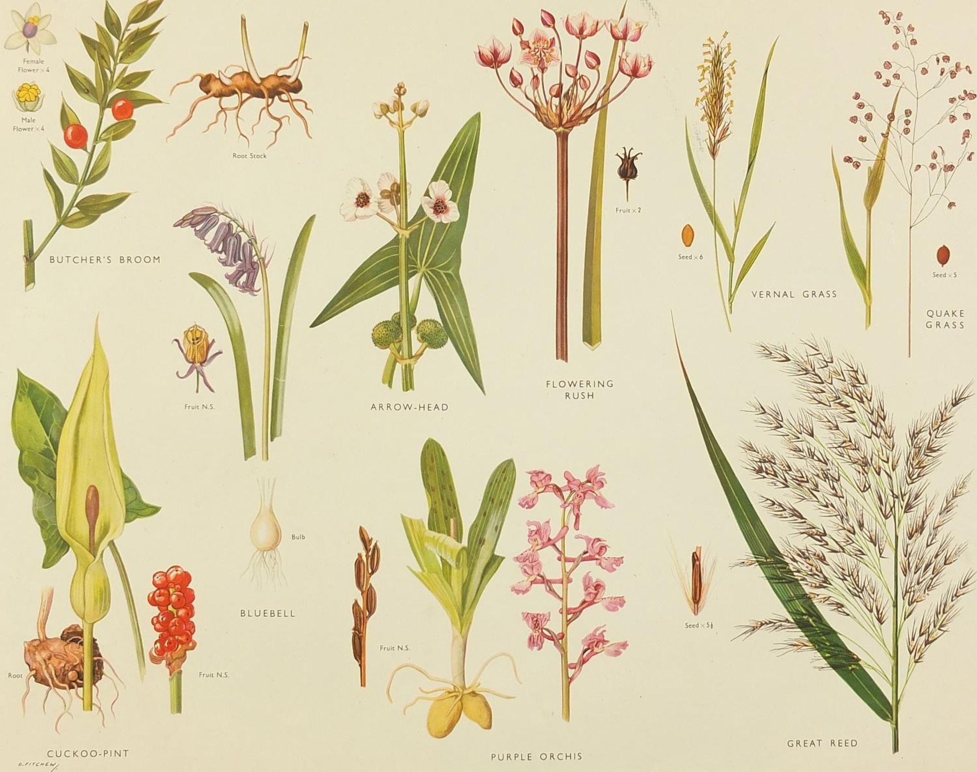 Set of eight botanical, aquatic, mammal and bird prints in colour, each mounted, unframed, 50cm x - Bild 2 aus 29