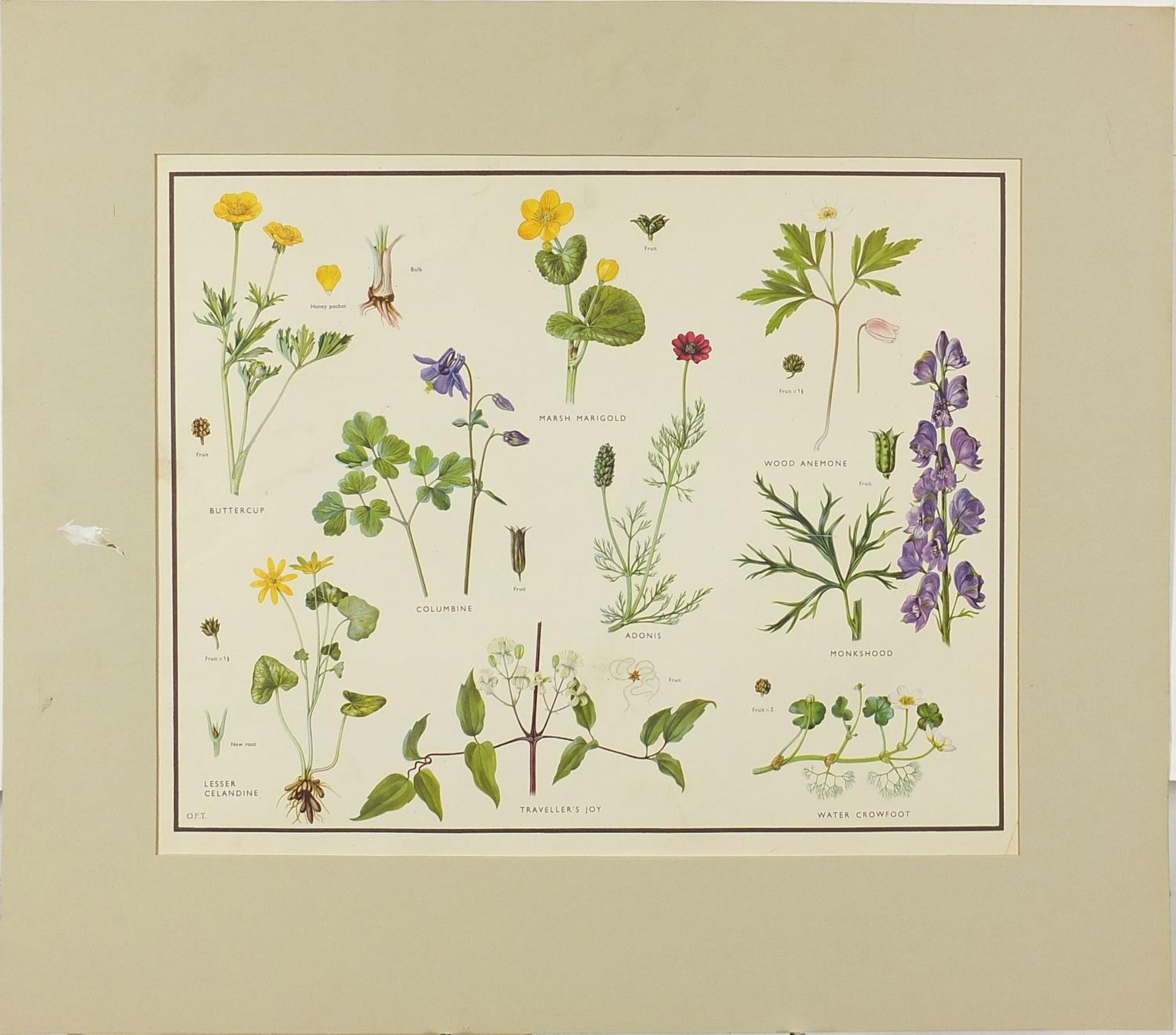 Set of eight botanical, aquatic, mammal and bird prints in colour, each mounted, unframed, 50cm x - Bild 24 aus 29