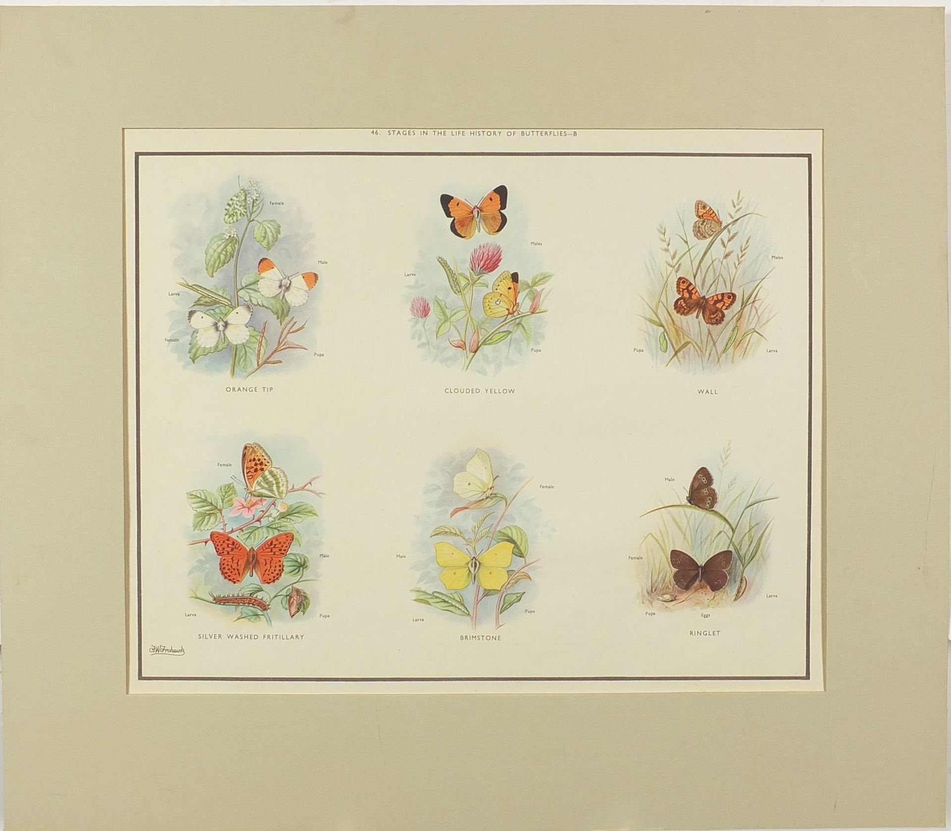 Set of eight botanical, aquatic, mammal and bird prints in colour, each mounted, unframed, 50cm x - Bild 28 aus 29
