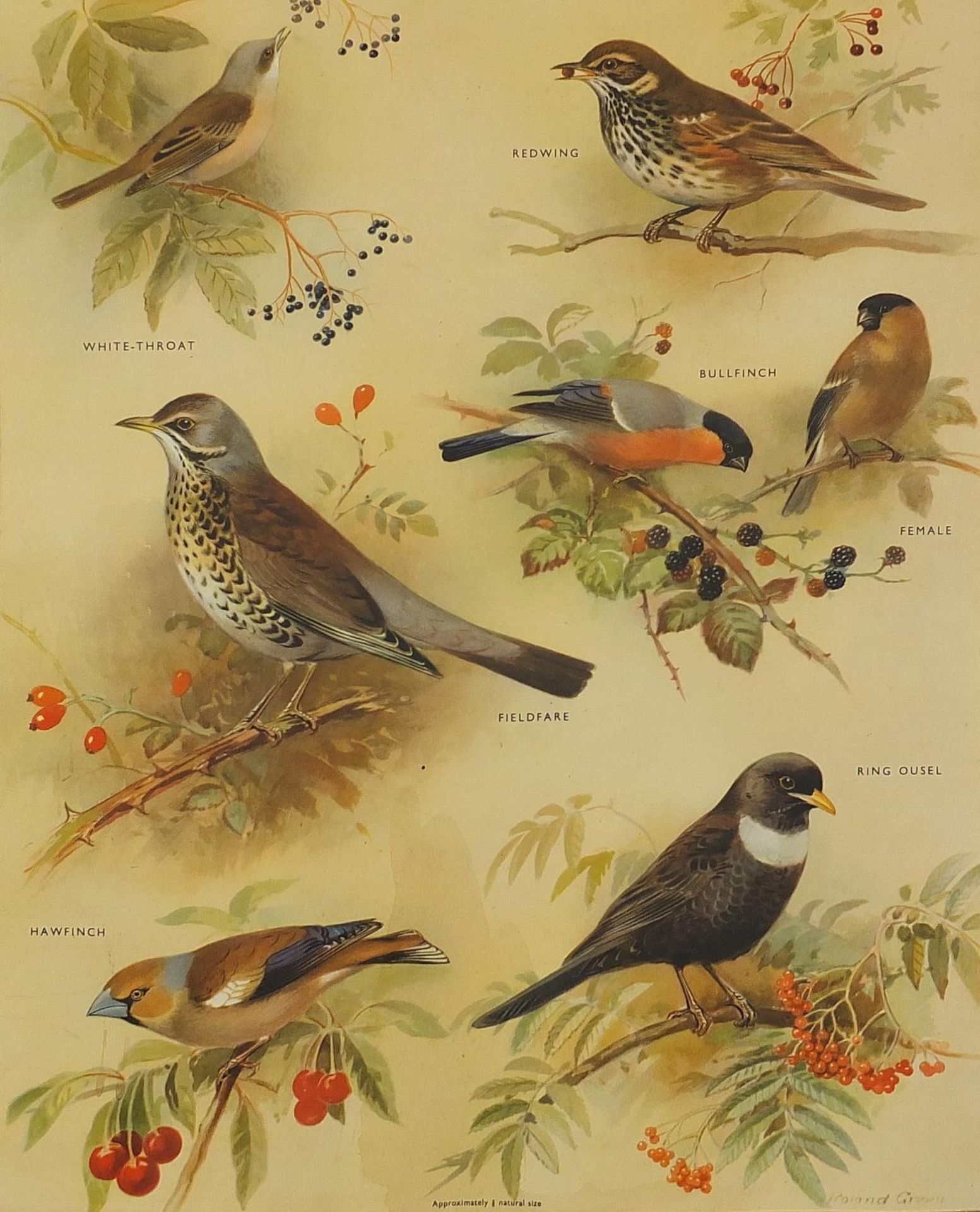 Set of eight botanical, aquatic, mammal and bird prints in colour, each mounted, unframed, 50cm x - Bild 15 aus 29