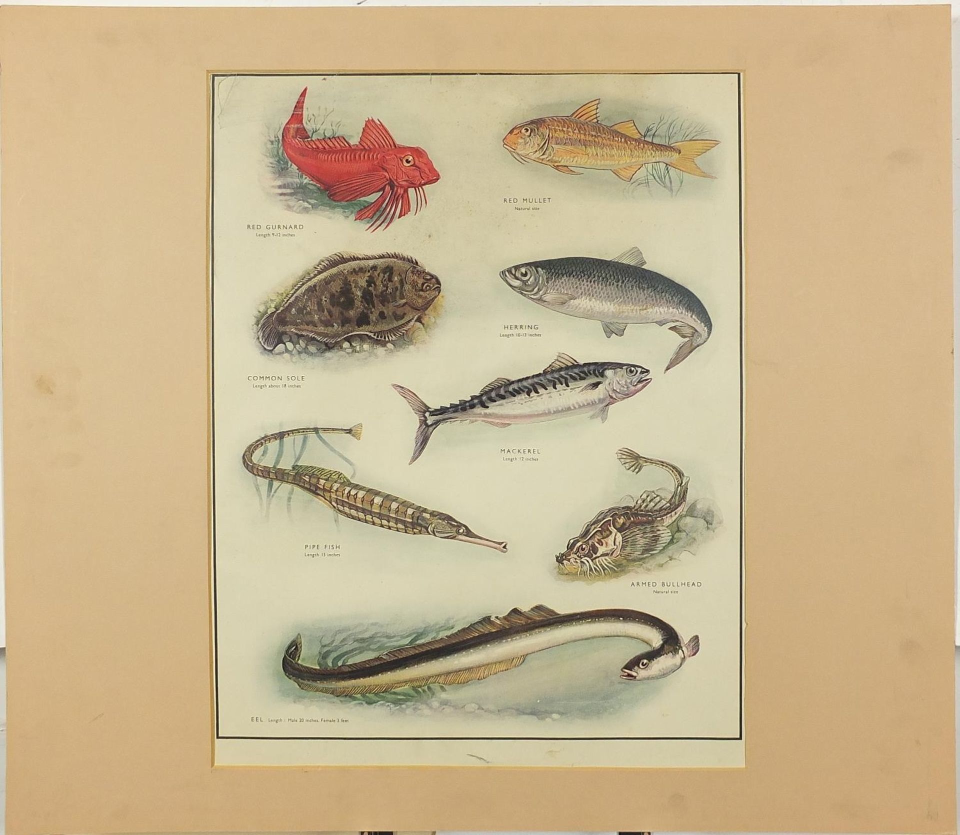 Set of eight botanical, aquatic, mammal and bird prints in colour, each mounted, unframed, 50cm x - Bild 13 aus 29