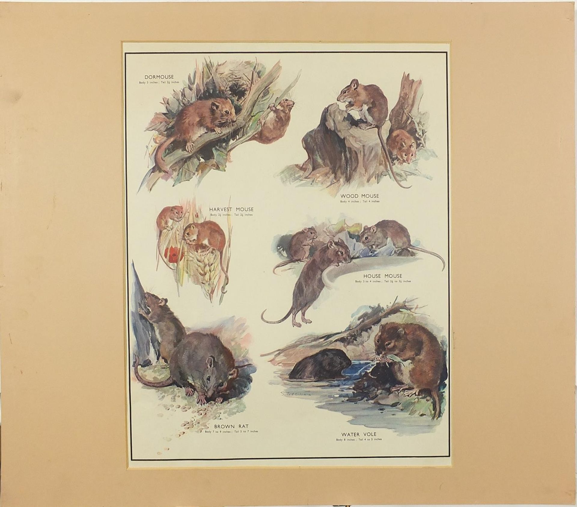 Set of eight botanical, aquatic, mammal and bird prints in colour, each mounted, unframed, 50cm x - Bild 6 aus 29