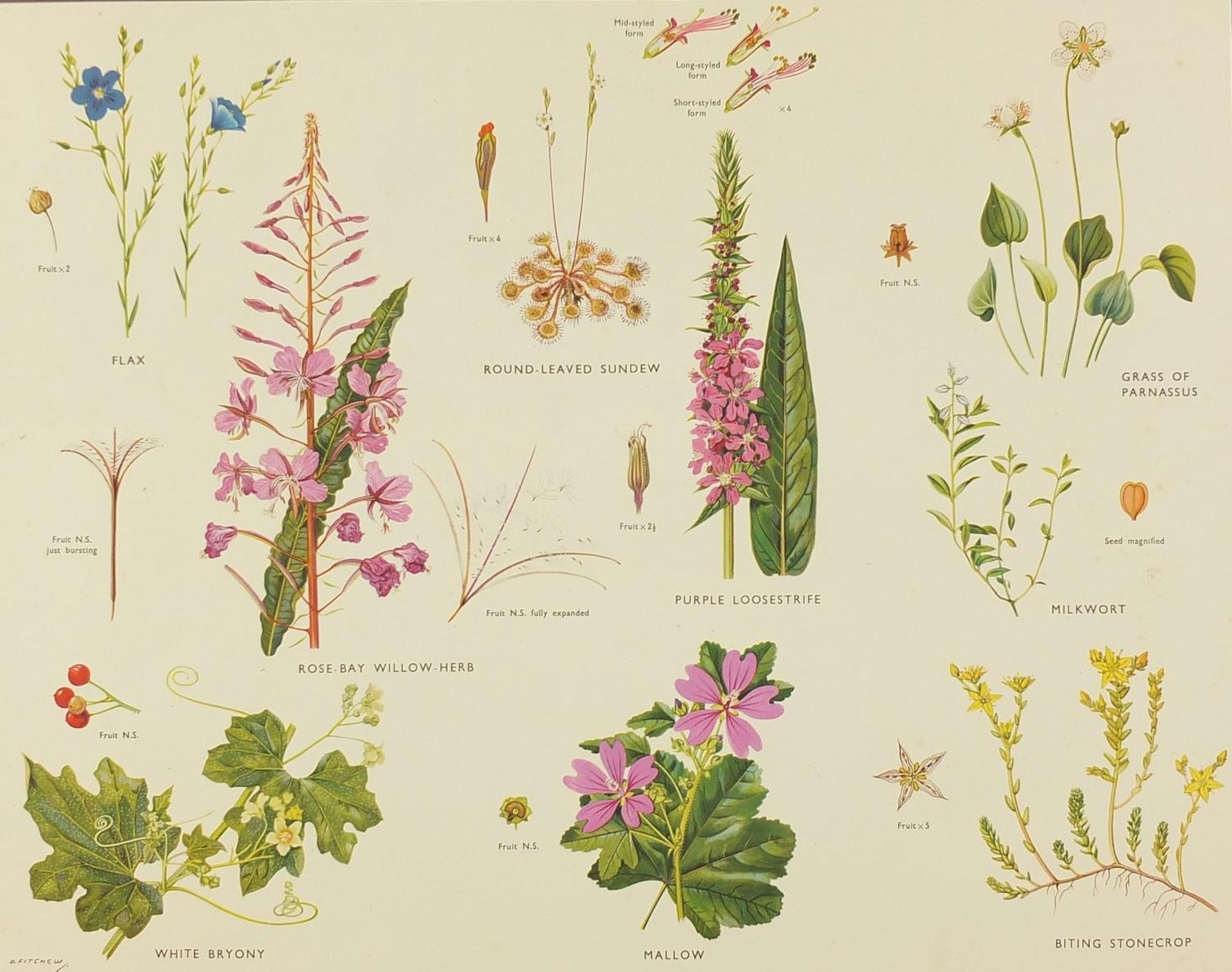 Set of eight botanical, aquatic, mammal and bird prints in colour, each mounted, unframed, 50cm x - Bild 8 aus 29