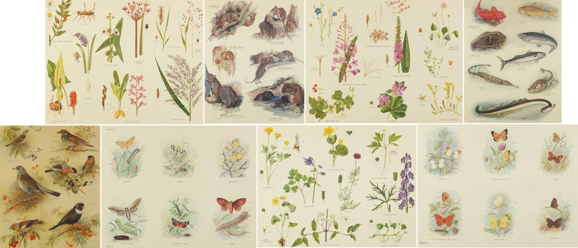 Set of eight botanical, aquatic, mammal and bird prints in colour, each mounted, unframed, 50cm x