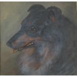 Portrait of a Collie, oil, mounted, framed and glazed, 21cm x 20.5cm excluding the mount and frame