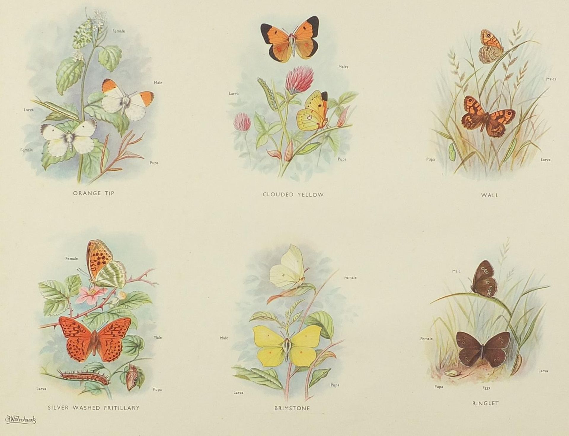 Set of eight botanical, aquatic, mammal and bird prints in colour, each mounted, unframed, 50cm x - Bild 26 aus 29