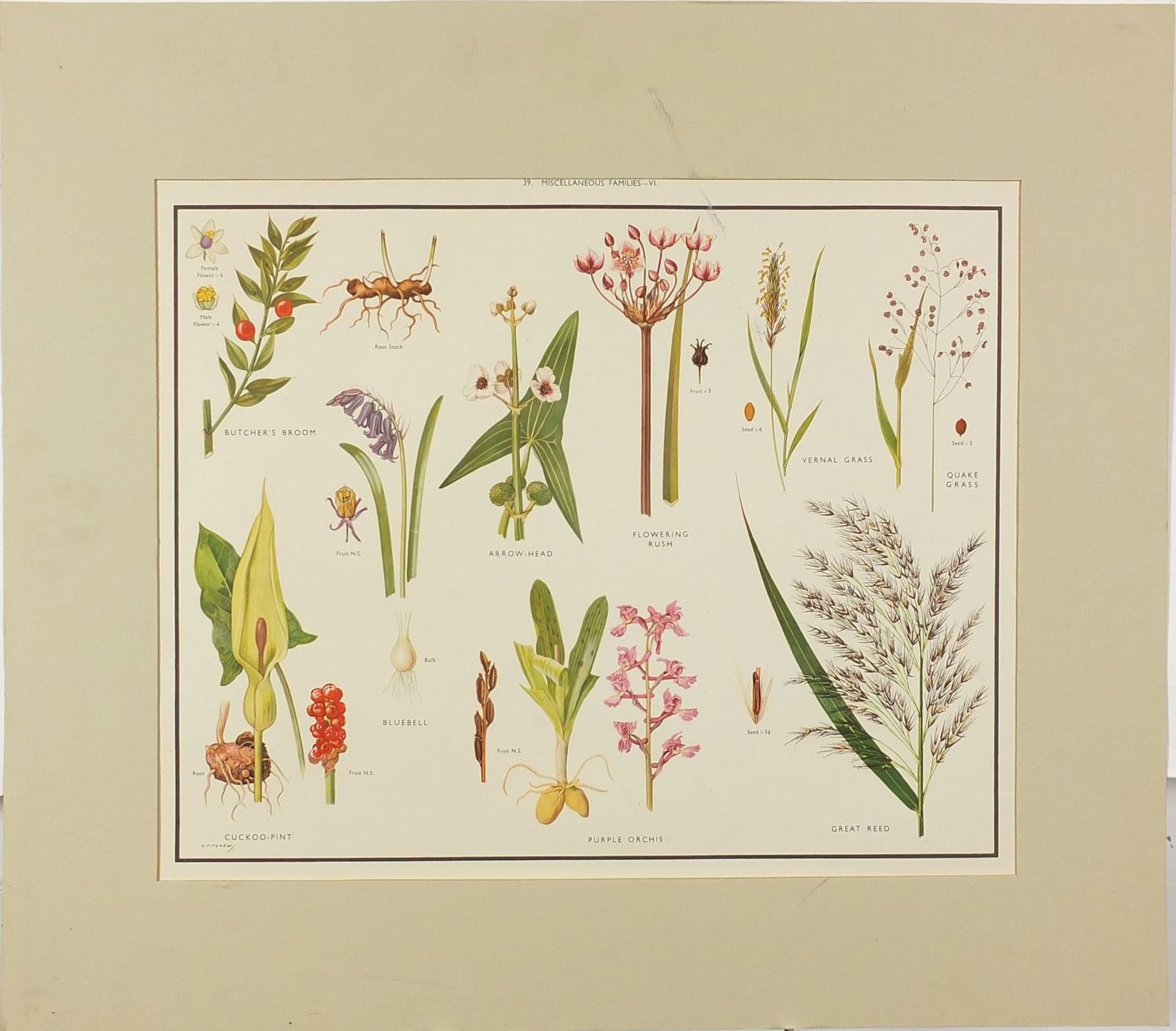 Set of eight botanical, aquatic, mammal and bird prints in colour, each mounted, unframed, 50cm x - Bild 3 aus 29