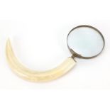 Boar's tusk magnifying glass with brass mounts, 32cm in length