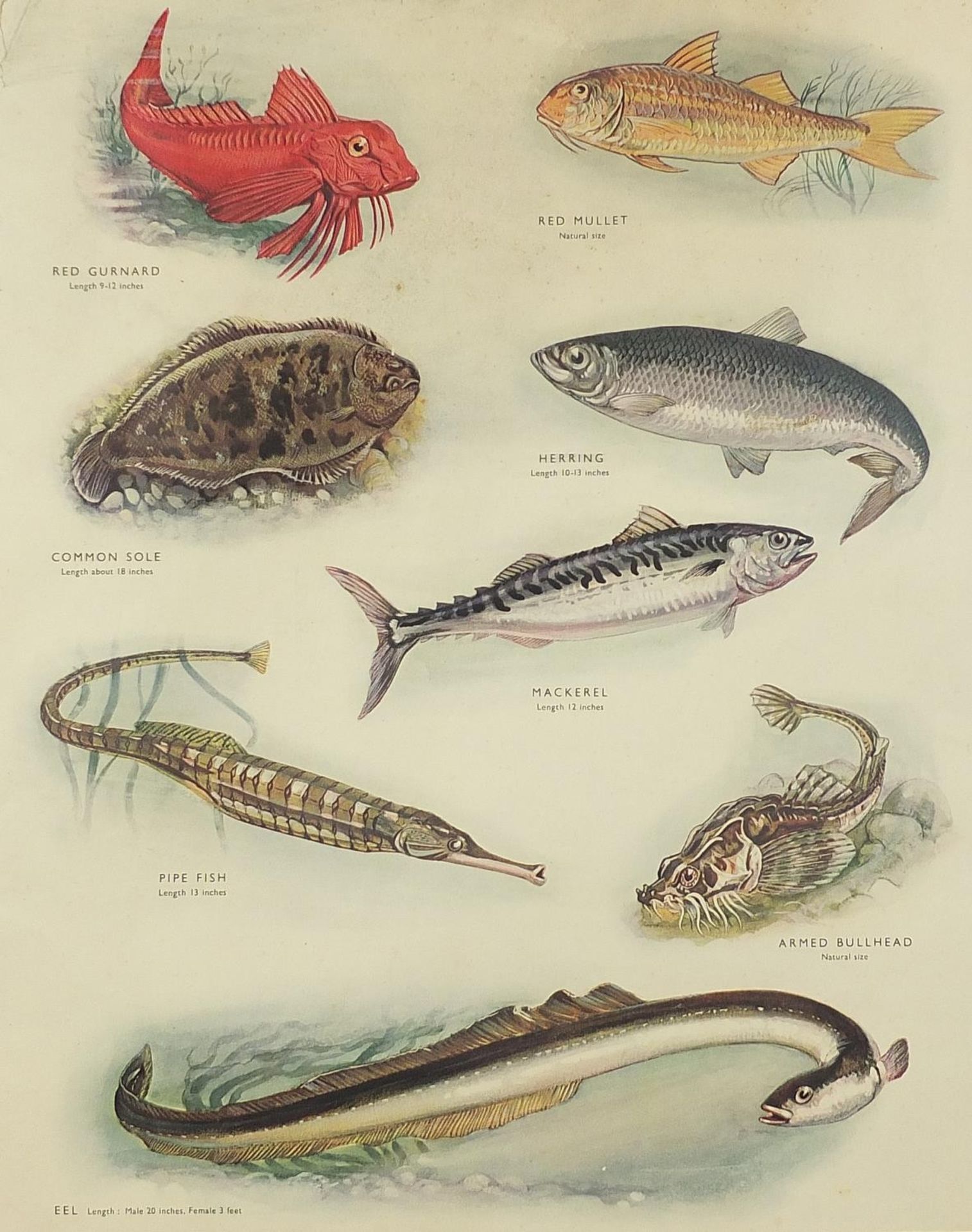 Set of eight botanical, aquatic, mammal and bird prints in colour, each mounted, unframed, 50cm x - Bild 12 aus 29