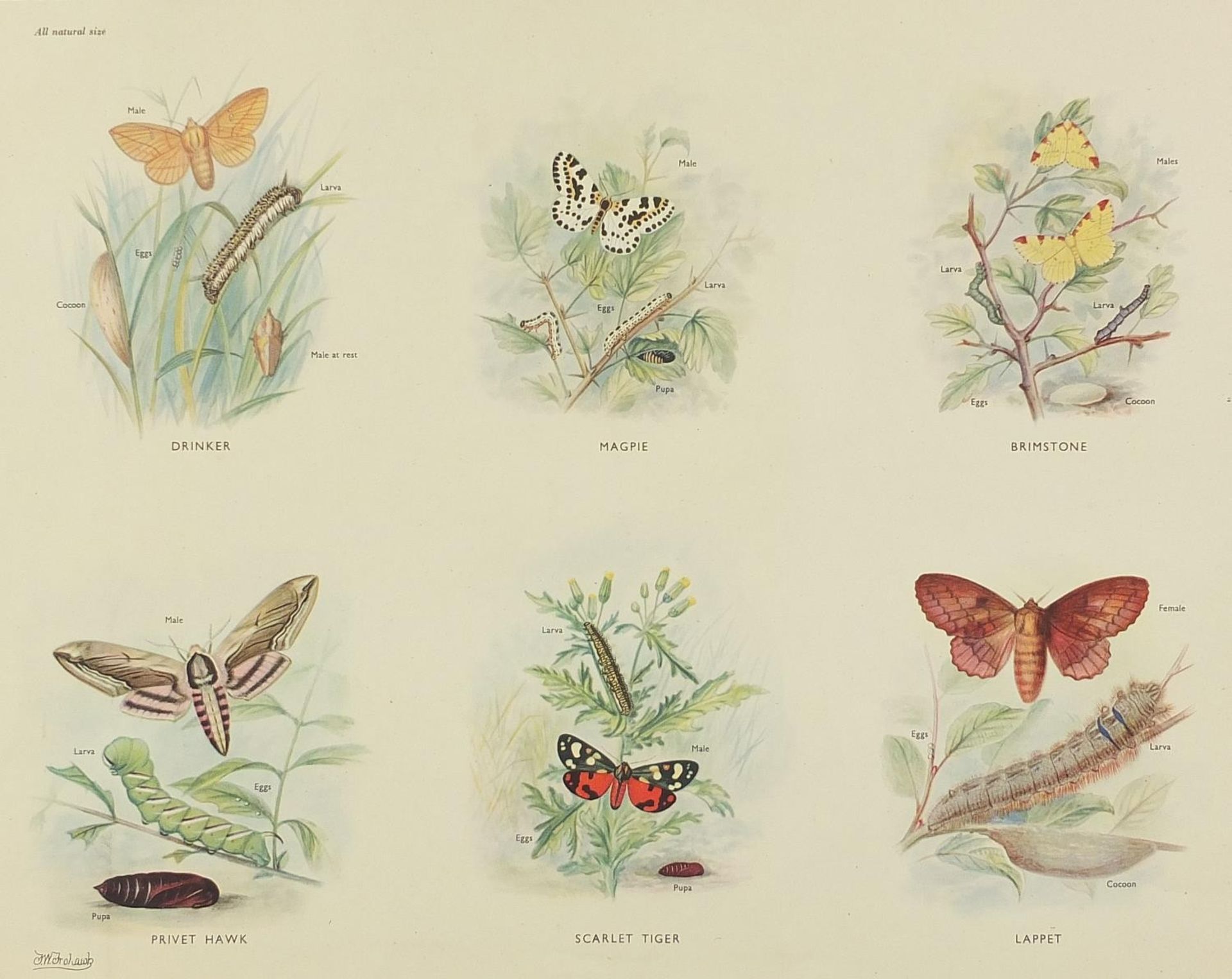 Set of eight botanical, aquatic, mammal and bird prints in colour, each mounted, unframed, 50cm x - Bild 19 aus 29
