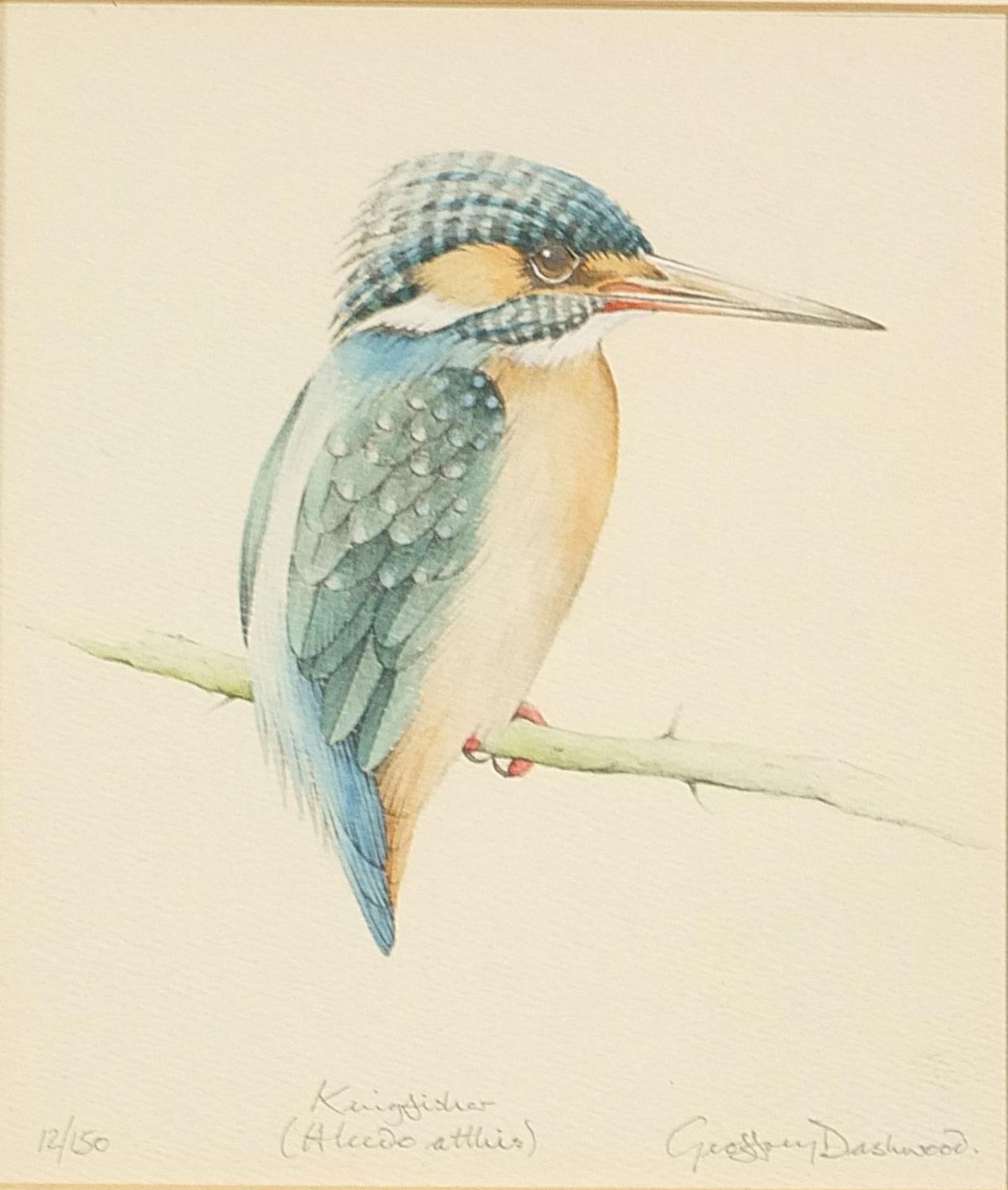 Geoffrey Dashwood - Kingfisher, pencil signed print in colour, limited edition 12/150, mounted,