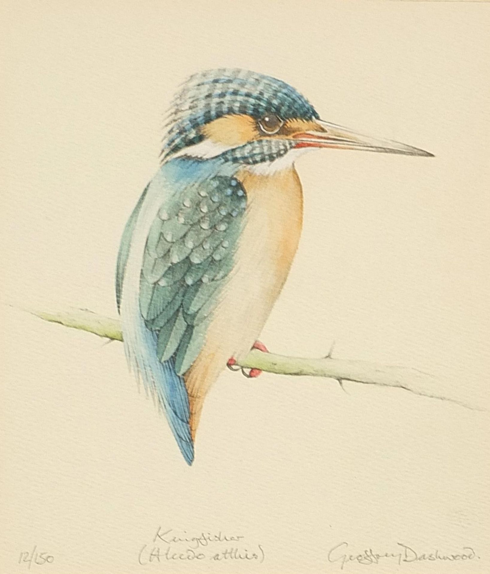 Geoffrey Dashwood - Kingfisher, pencil signed print in colour, limited edition 12/150, mounted, - Image 2 of 6