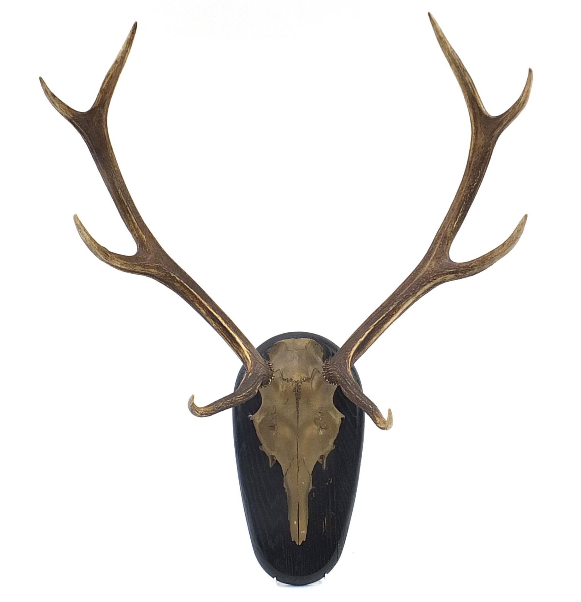 Large pair of taxidermy interest antlers mounted on an ebonised back, 78cm high
