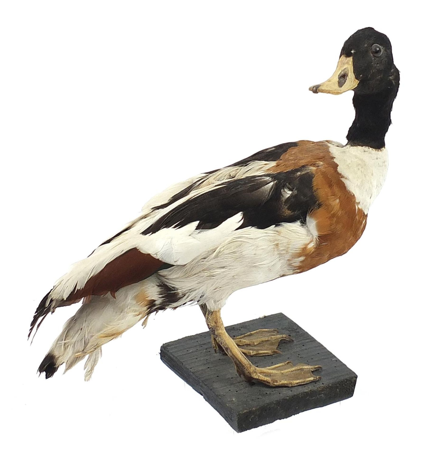 Taxidermy duck raised on a wooden plinth base, 32cm high