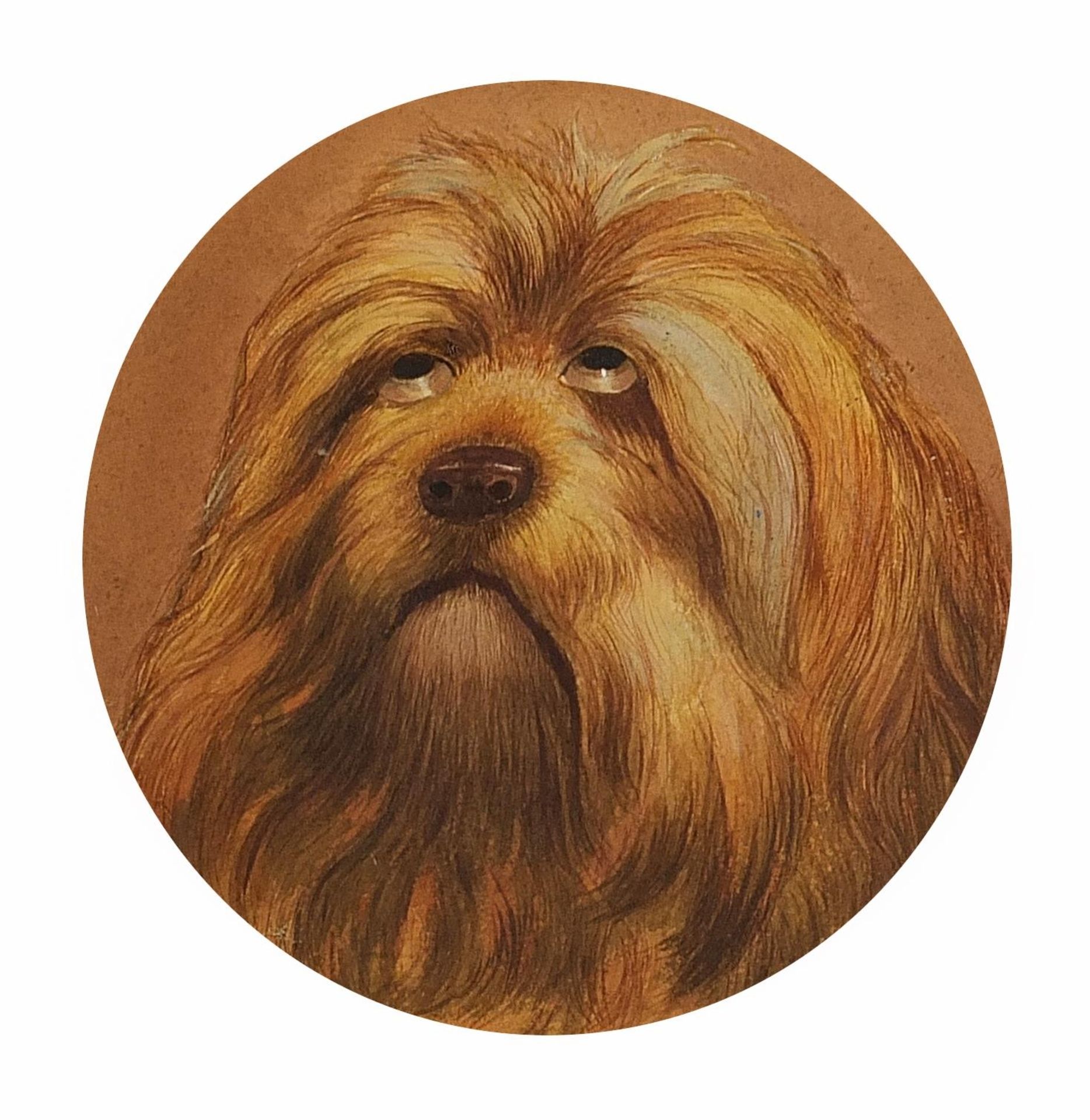 Portrait of a dog looking upwards, circular watercolour and gouache, mounted, framed and glazed,