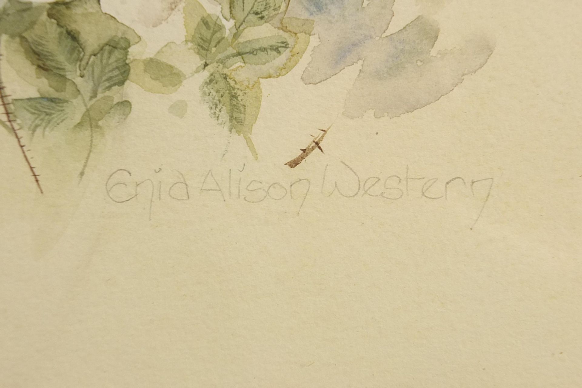 Enid Alison Western - Burner Rose, still life, 1980s botanical interest watercolour, details - Image 3 of 5