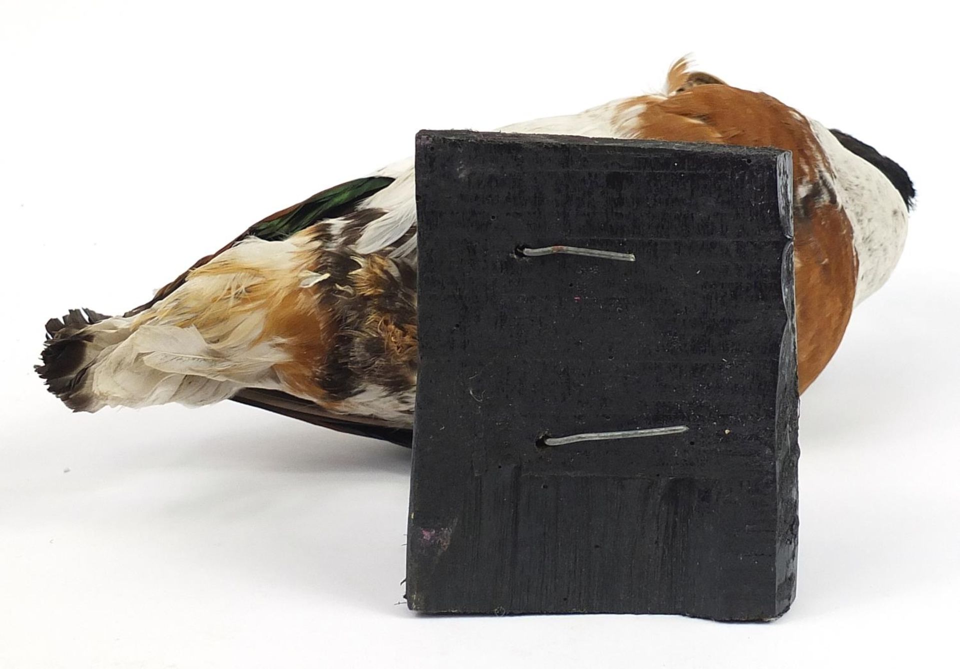 Taxidermy duck raised on a wooden plinth base, 32cm high - Bild 3 aus 3