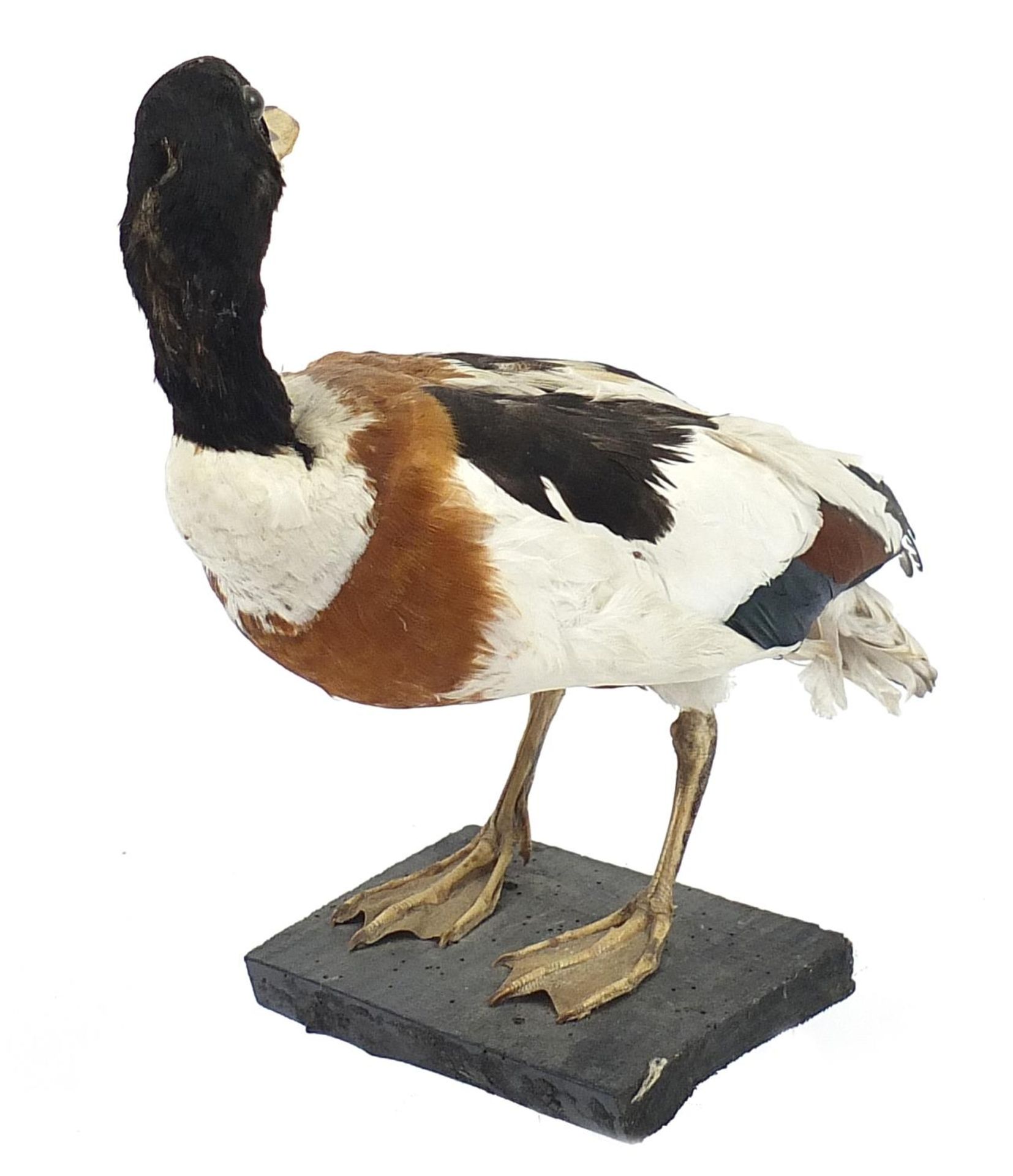 Taxidermy duck raised on a wooden plinth base, 32cm high - Bild 2 aus 3