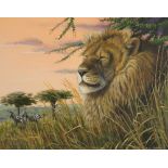 Mark Chester - Lion before two zebras, signed acrylic, mounted, framed and glazed, 48cm x 38cm