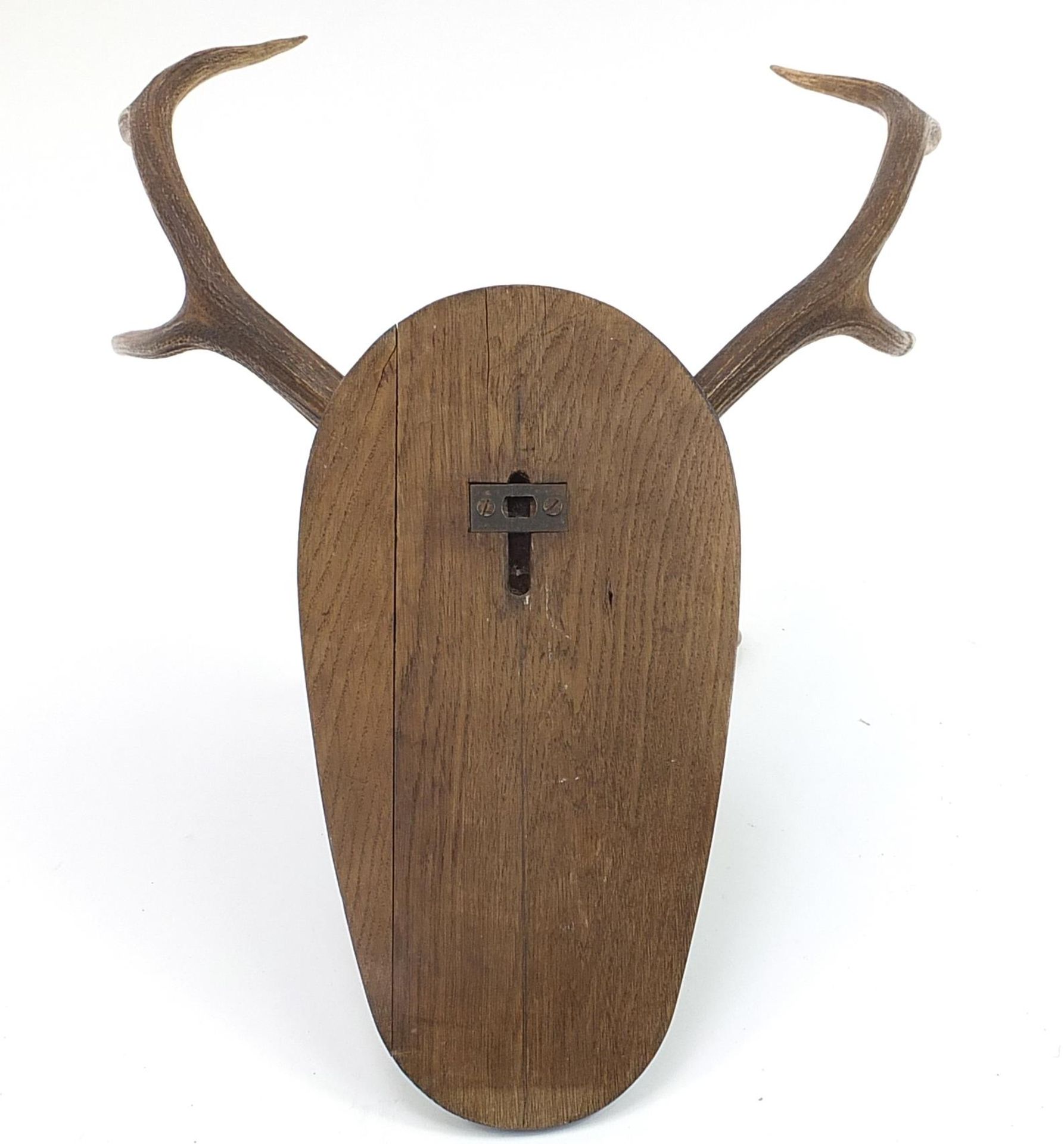 Large pair of taxidermy interest antlers mounted on an ebonised back, 78cm high - Bild 2 aus 2