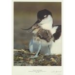 Chris Gomersall - Avocet and chick, signed photograph display, mounted, framed and glazed, 28cm x