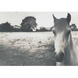 New Forest pony and field, black and white ink signed photograph, mounted and framed, 36cm x 28cm