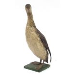 Victorian taxidermy young long neck seabird raised on a wooden plinth base, 50cm high