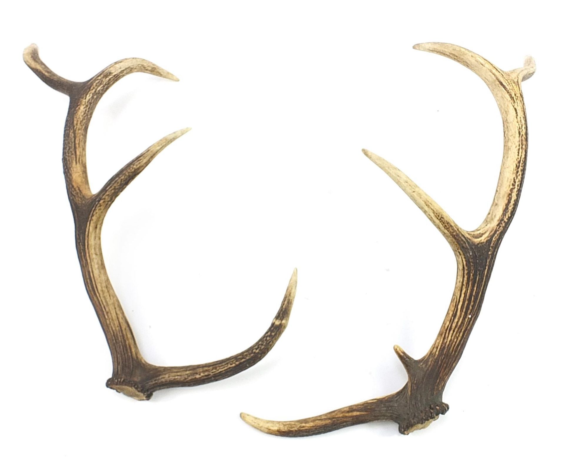 Pair of taxidermy interest antlers, 67cm in length - Image 2 of 2