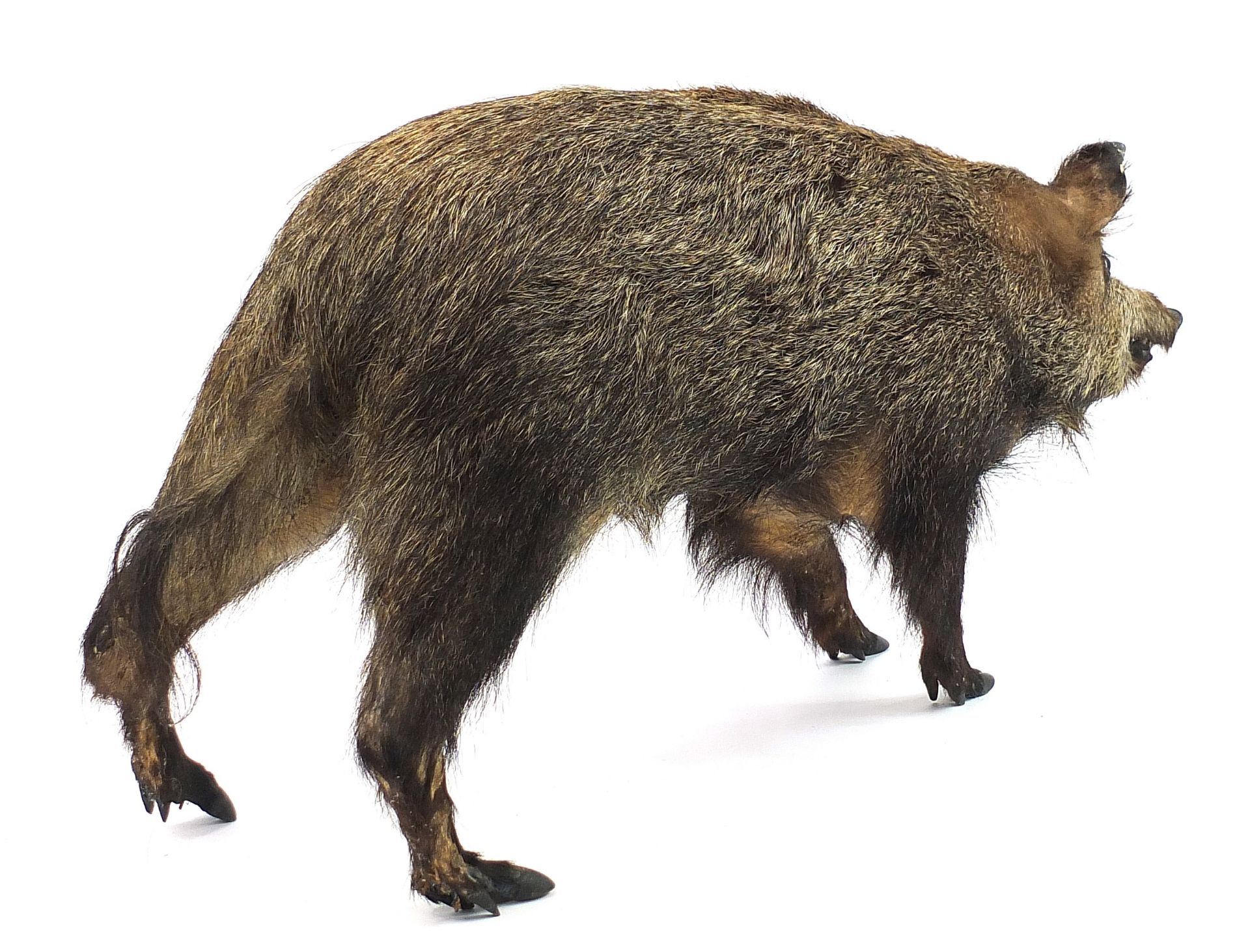 Taxidermy full body standing wild boar, 110cm in length - Image 3 of 3