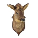 Taxidermy deer's head mounted on a oak back, 55cm high
