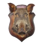 Taxidermy wild boar's head mounted on a mahogany shield back, 65cm high x 48cm wide, 52cm from nose