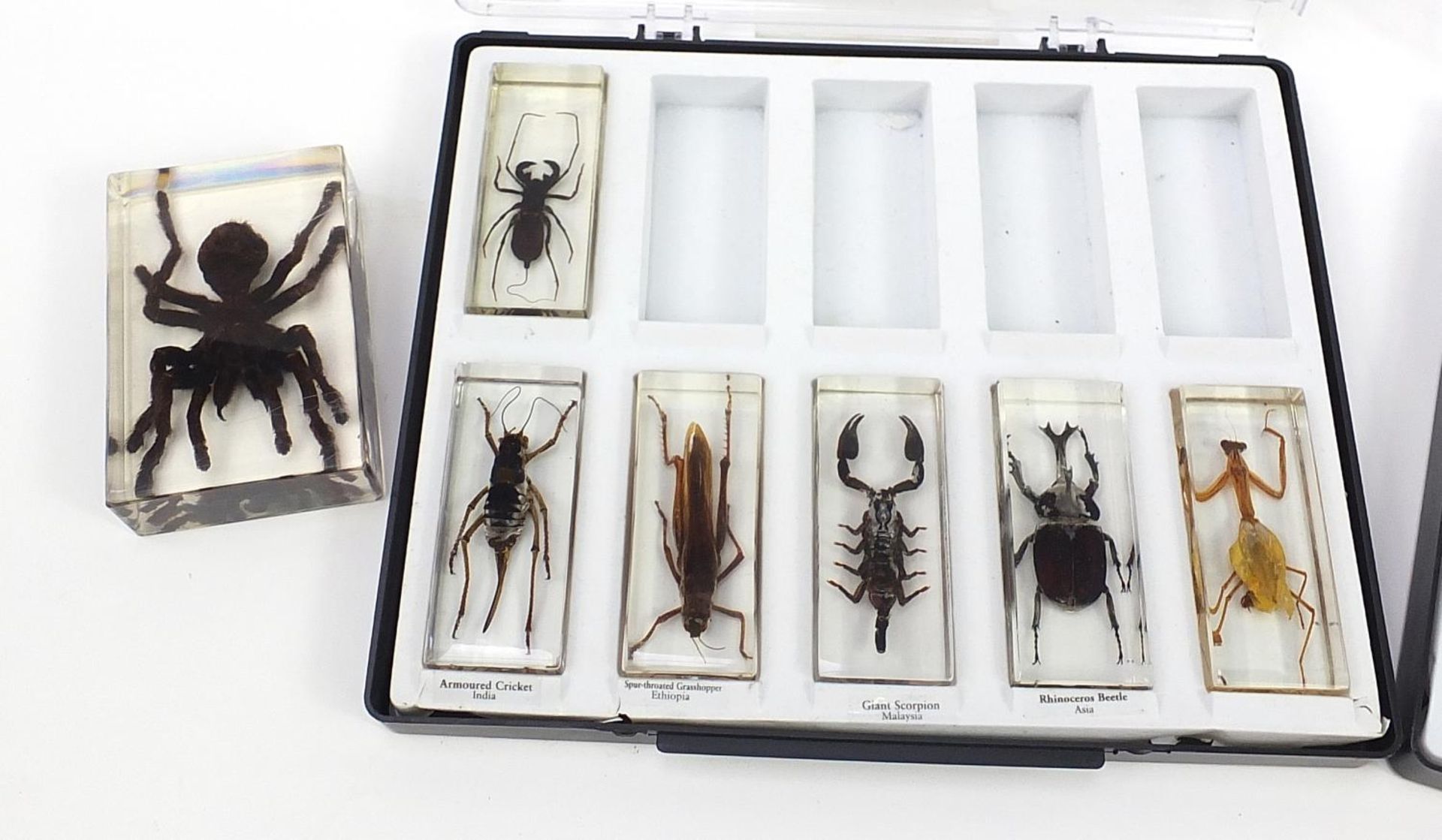 Nineteen taxidermy interest acrylic insect paperweights including giant scorpion, armoured - Image 2 of 3