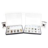 Nineteen taxidermy interest acrylic insect paperweights including giant scorpion, armoured