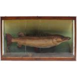 Edwardian taxidermy pike housed in a display case with foliage, with label to the reverse, Weight