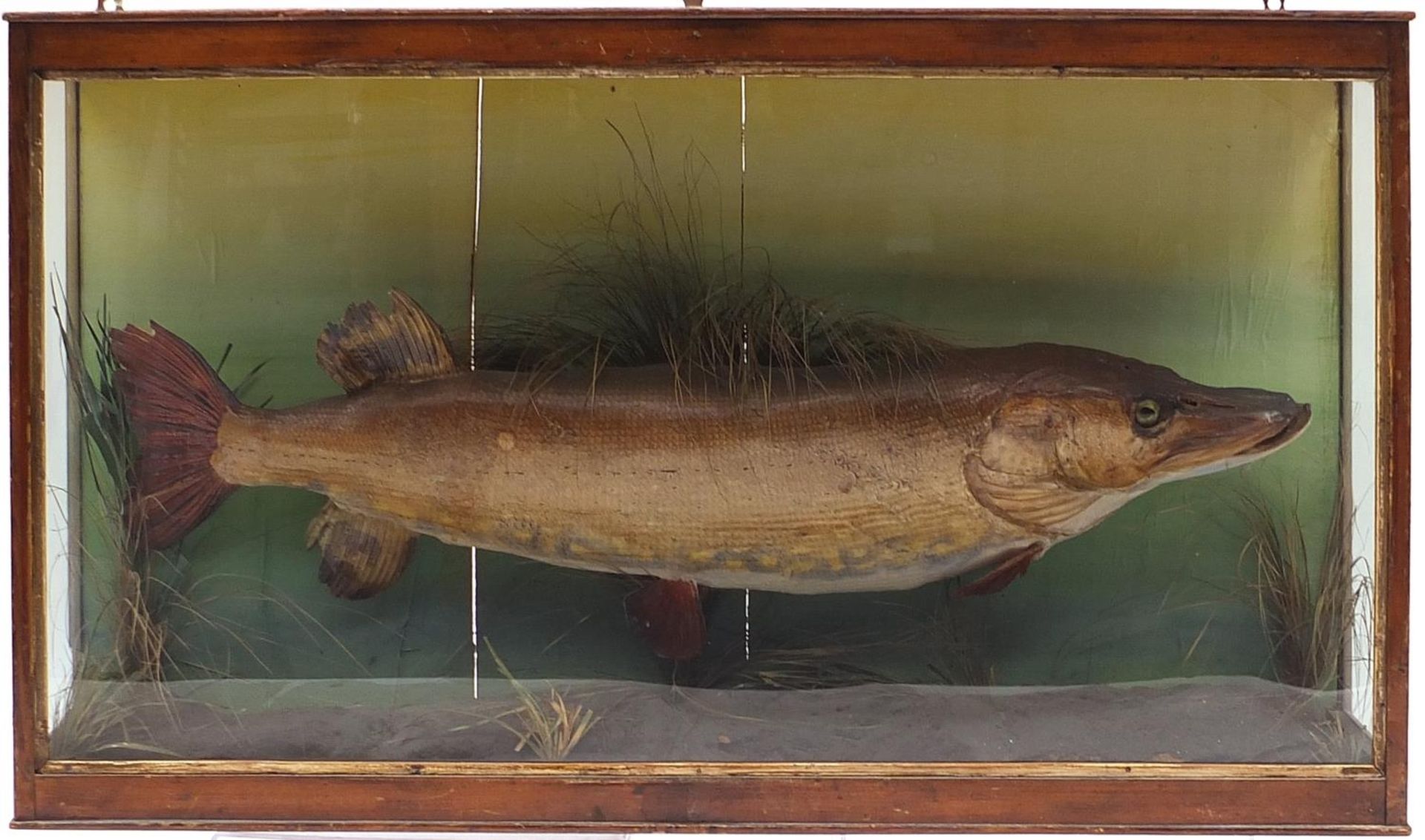 Edwardian taxidermy pike housed in a display case with foliage, with label to the reverse, Weight