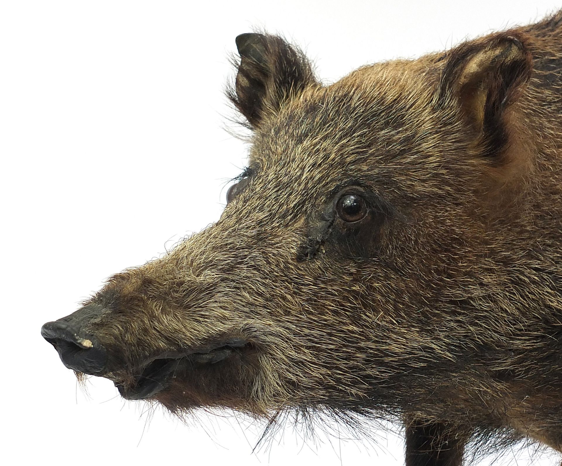 Taxidermy full body standing wild boar, 110cm in length - Image 2 of 3