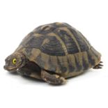 Taxidermy tortoise, 18cm in length