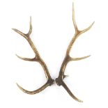 Pair of taxidermy interest antlers, 67cm in length