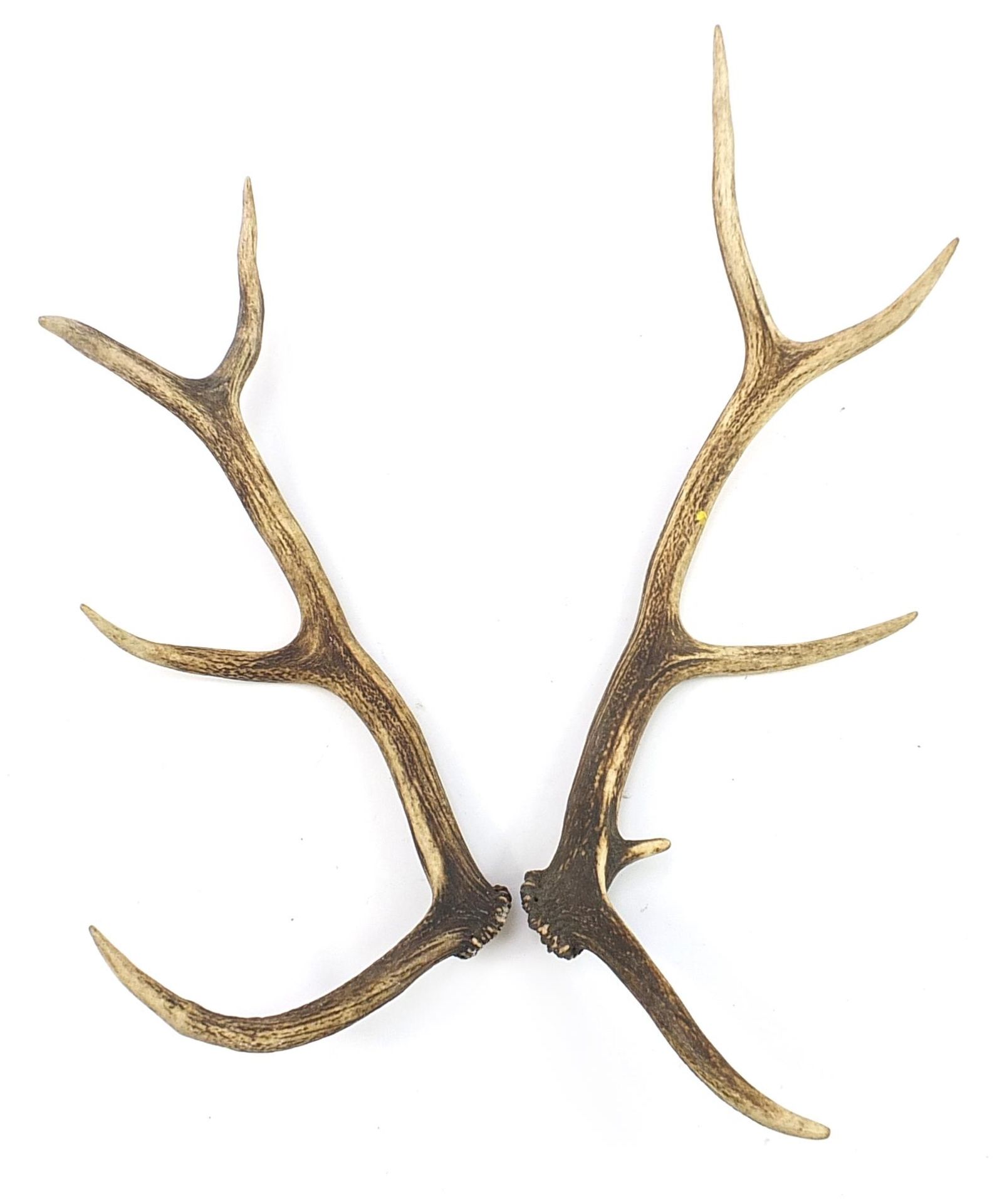 Pair of taxidermy interest antlers, 67cm in length