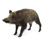 Taxidermy full body standing wild boar, 110cm in length