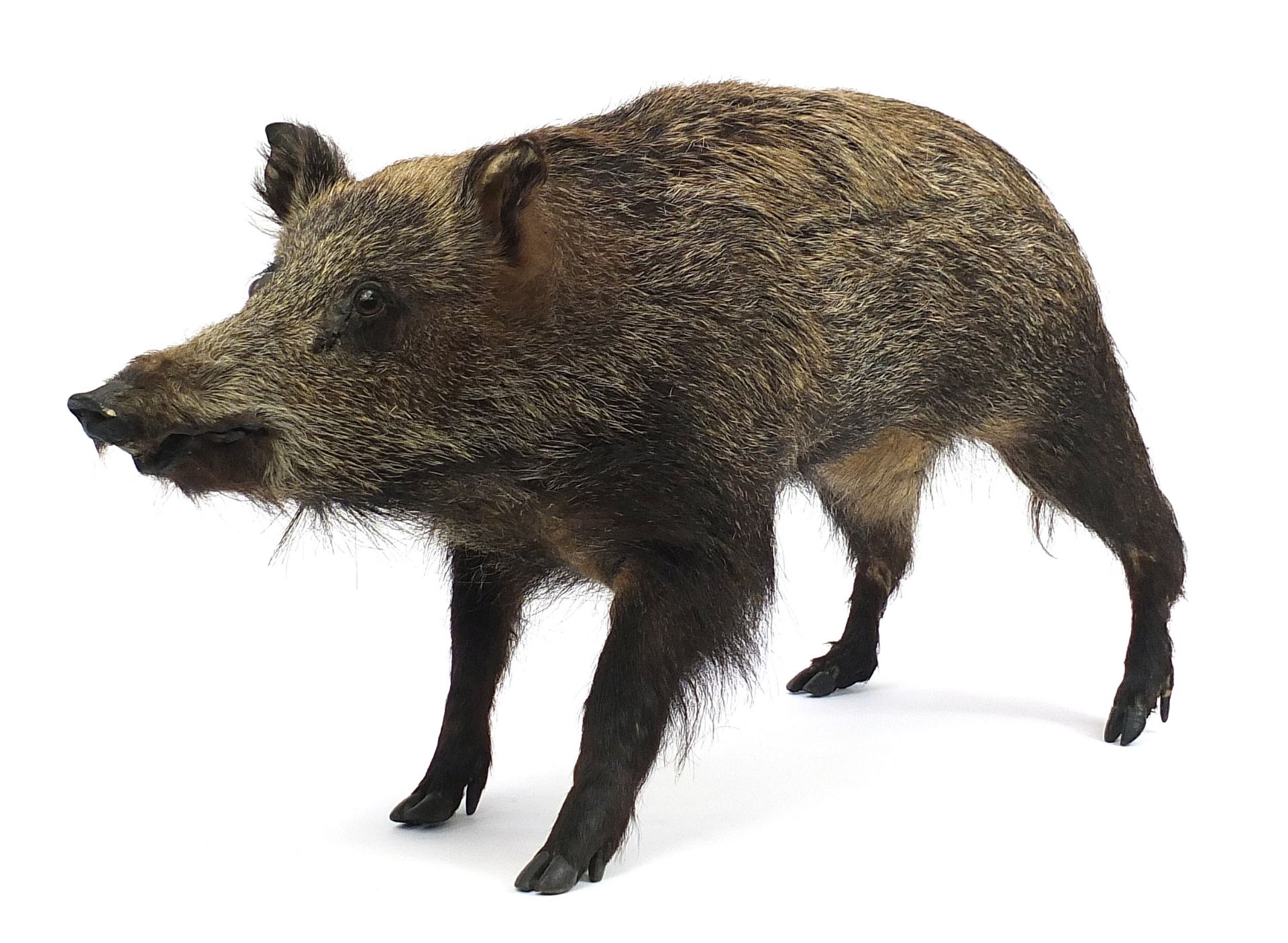 Taxidermy full body standing wild boar, 110cm in length