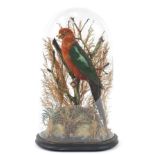 Victorian taxidermy parrot housed under a glass dome with naturalistic setting, 51cm high