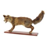Taxidermy standing fox on a wooden plinth base, 75cm in length