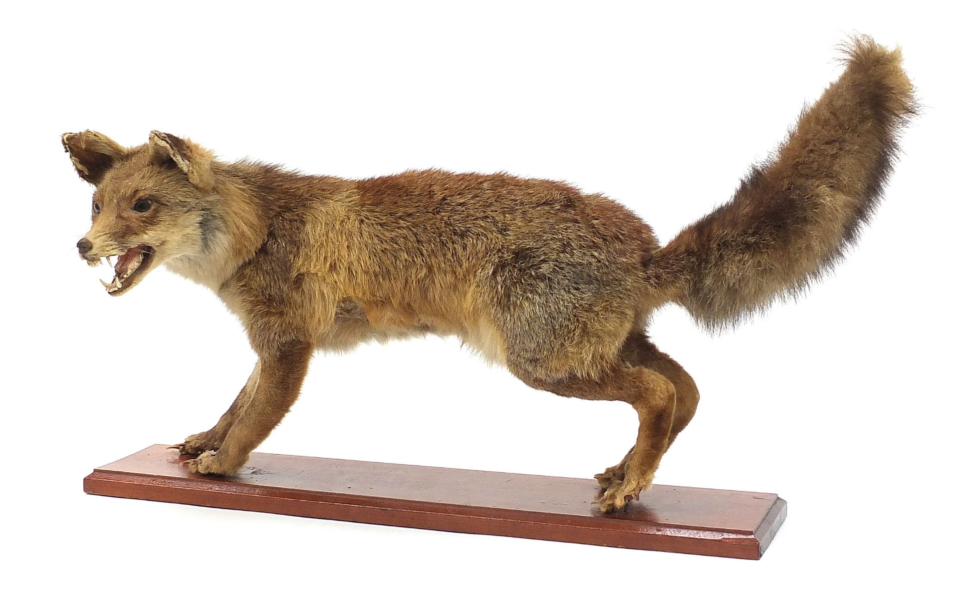 Taxidermy standing fox on a wooden plinth base, 75cm in length