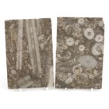 Two fossilised tiles removed from Heathrow Terminal One, the largest 16cm x 10.5cm