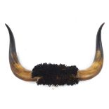 Large pair of taxidermy interest buffalo horns, 80cm in length